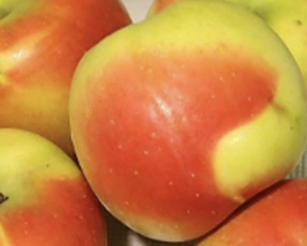Jabloň zimní 'Čistecké Lahůdkové' - Malus domestica 'Čistecké Lahůdkové'
