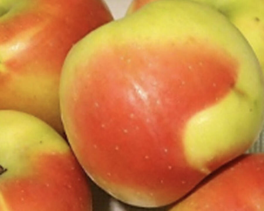 Jabloň zimní 'Čistecké Lahůdkové' - Malus domestica 'Čistecké Lahůdkové'