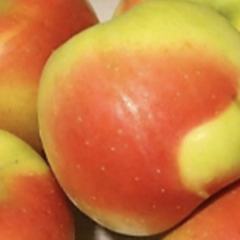 Jabloň zimní 'Čistecké Lahůdkové' - Malus domestica 'Čistecké Lahůdkové'
