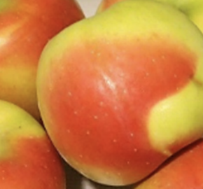 Jabloň zimní 'Čistecké Lahůdkové' - Malus domestica 'Čistecké Lahůdkové'