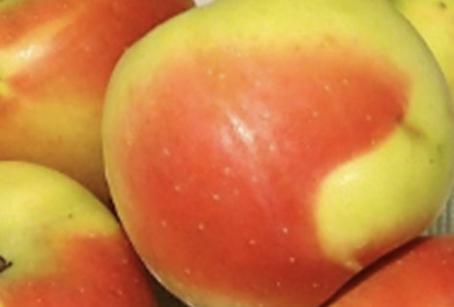 Jabloň zimní 'Čistecké Lahůdkové' - Malus domestica 'Čistecké Lahůdkové'