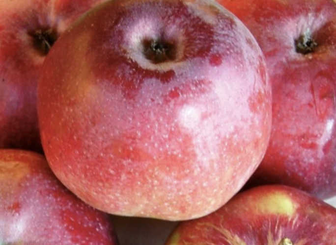 Jabloň zimní 'Malinové Hornokrajské' - Malus domestica 'Malinové Hornokrajské'