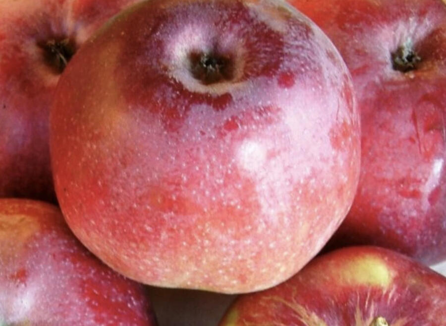 Jabloň zimní 'Malinové Hornokrajské' - Malus domestica 'Malinové Hornokrajské'