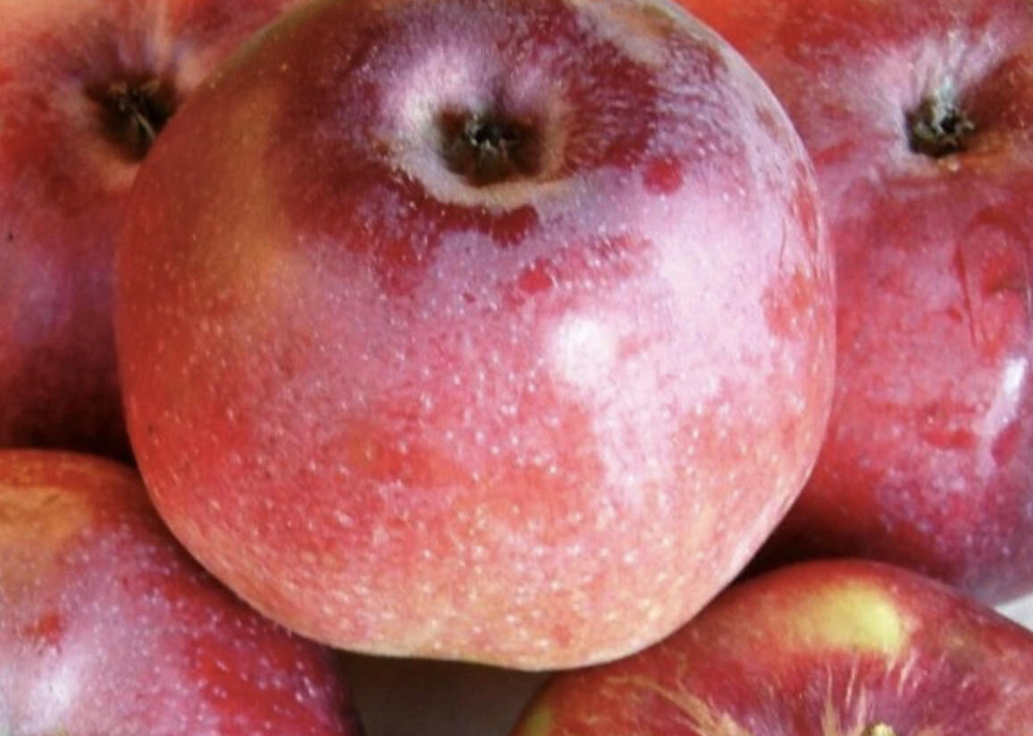 Jabloň zimní 'Malinové Hornokrajské' - Malus domestica 'Malinové Hornokrajské'