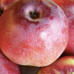 Jabloň zimní 'Malinové Hornokrajské' - Malus domestica 'Malinové Hornokrajské'