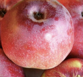 Jabloň zimní 'Malinové Hornokrajské'