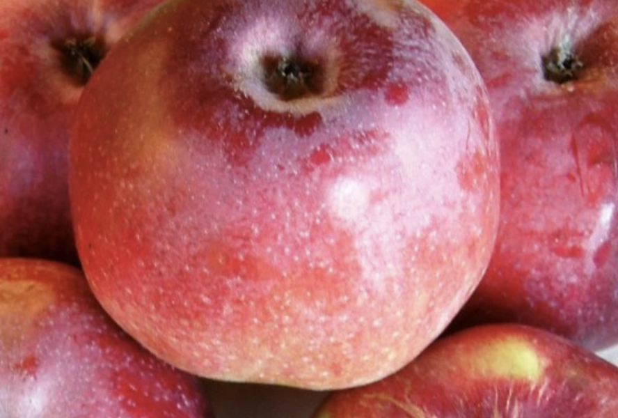Jabloň zimní 'Malinové Hornokrajské' - Malus domestica 'Malinové Hornokrajské'