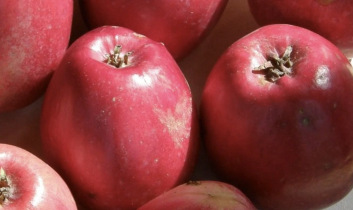Jabloň zimní 'Panenské zlepšené' - Malus domestica 'Panenské zlepšené'