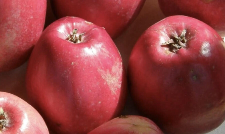 Jabloň zimní 'Panenské zlepšené' - Malus domestica 'Panenské zlepšené'
