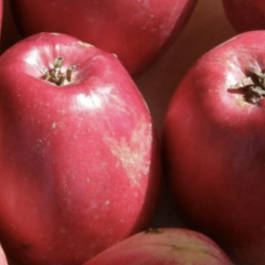 Jabloň zimní 'Panenské zlepšené' - Malus domestica 'Panenské zlepšené'