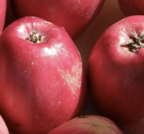 Jabloň zimní 'Panenské zlepšené' - Malus domestica 'Panenské zlepšené'