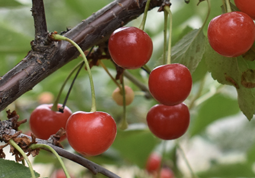 Višeň obecná - Prunus cerasus