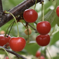 Višeň obecná - Prunus cerasus