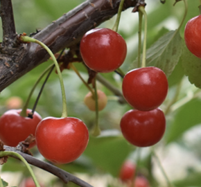 Višeň obecná - Prunus cerasus