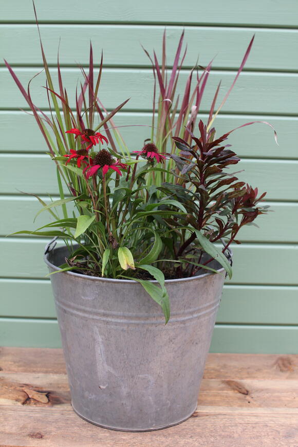 Podzimní truhlík na slunce