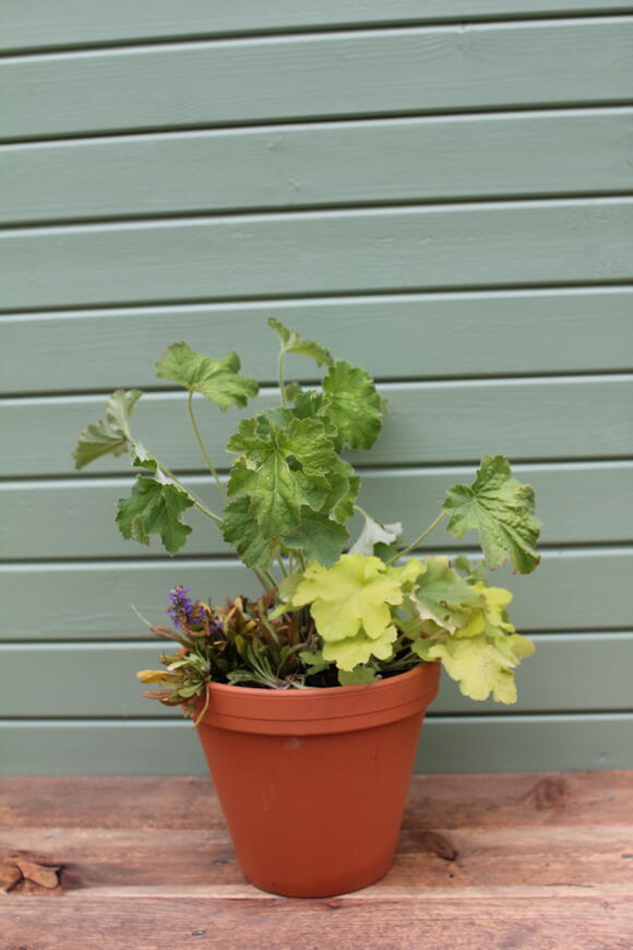 Podzimní kombinace do polostínu