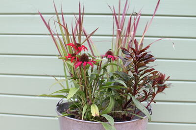 Kombinace do podzimních nádob