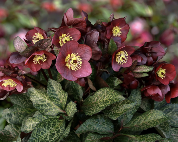 Čemeřice 'Ice N' Roses Megan Marble' - Helleborus hybridus 'Ice N' Roses Megan Marble'