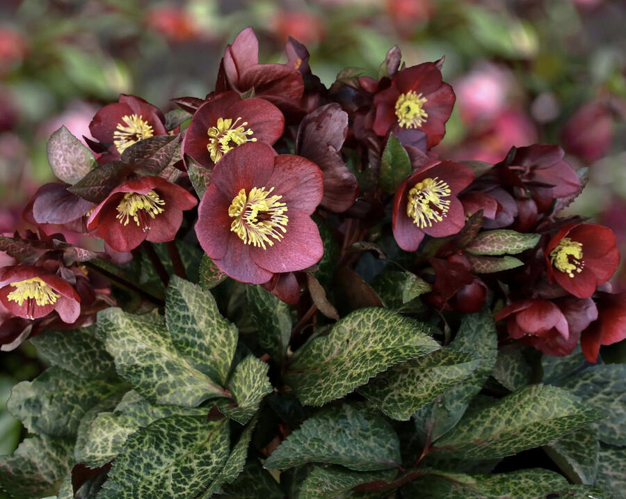 Čemeřice 'Ice N' Roses Megan Marble' - Helleborus hybridus 'Ice N' Roses Megan Marble'