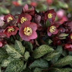 Čemeřice 'Ice N' Roses Megan Marble' - Helleborus hybridus 'Ice N' Roses Megan Marble'