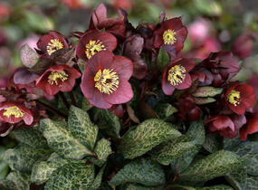 Čemeřice 'Ice N' Roses Megan Marble' - Helleborus hybridus 'Ice N' Roses Megan Marble'