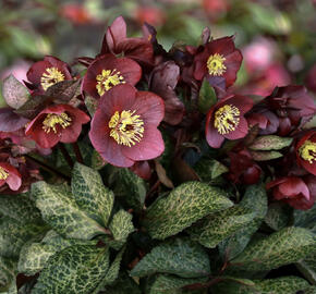 Čemeřice 'Ice N' Roses Megan Marble'