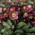 Helleborus hybridus 'Ice N' Roses Megan Marble'.png