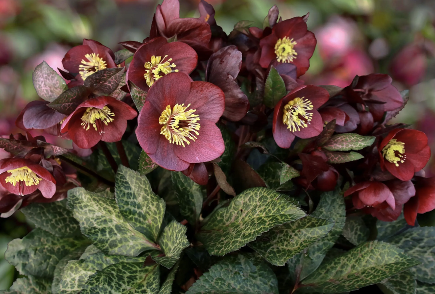 Čemeřice 'Ice N' Roses Megan Marble' - Helleborus hybridus 'Ice N' Roses Megan Marble'