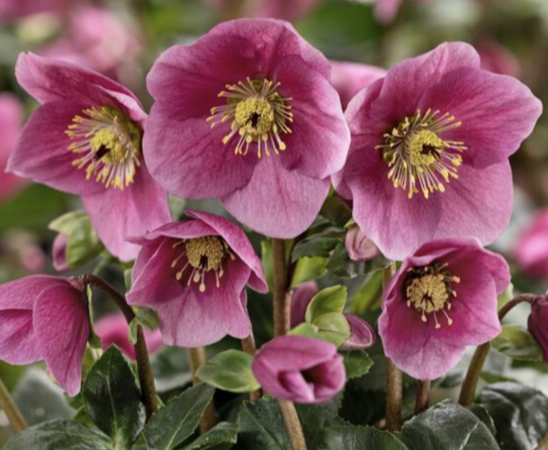 Čemeřice 'HGC Winter Ballet Lulu' - Helleborus hybridus 'HGC Winter Ballet Lulu'