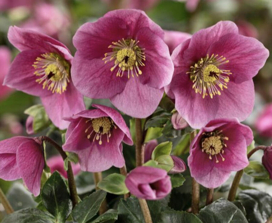 Čemeřice 'HGC Winter Ballet Lulu' - Helleborus hybridus 'HGC Winter Ballet Lulu'