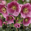 Čemeřice 'HGC Winter Ballet Lulu' - Helleborus hybridus 'HGC Winter Ballet Lulu'