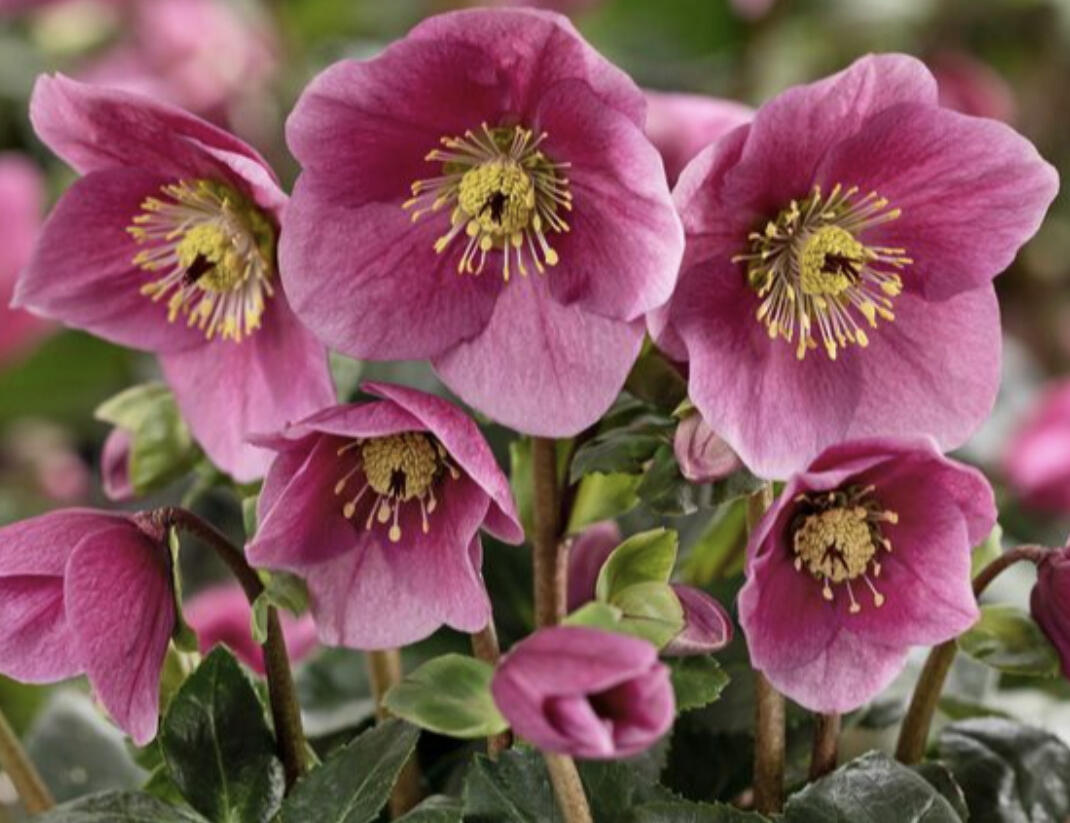 Čemeřice 'HGC Winter Ballet Lulu' - Helleborus hybridus 'HGC Winter Ballet Lulu'