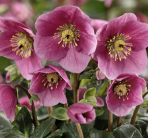 Čemeřice 'HGC Winter Ballet Lulu' - Helleborus hybridus 'HGC Winter Ballet Lulu'