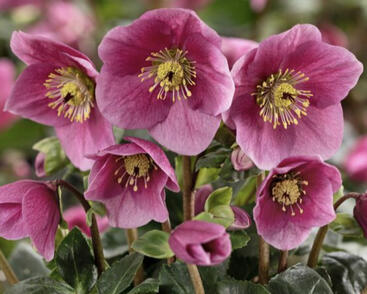 Čemeřice 'HGC Winter Ballet Lulu'