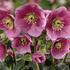 Helleborus hybridus 'HGC Winter Ballet Lulu'.png