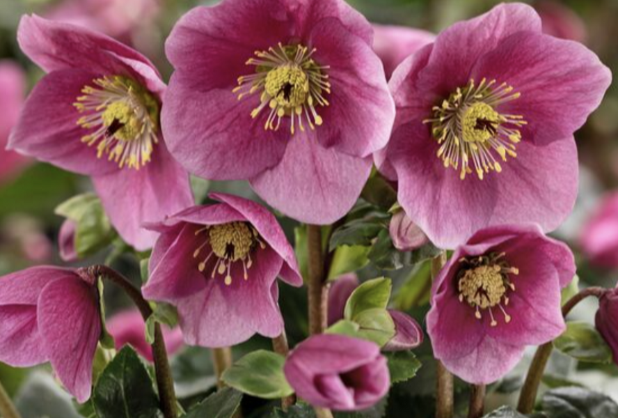 Čemeřice 'HGC Winter Ballet Lulu' - Helleborus hybridus 'HGC Winter Ballet Lulu'