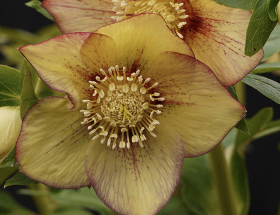 Čemeřice 'Quintessa Apricot' - Helleborus hybridus 'Quintessa Apricot'