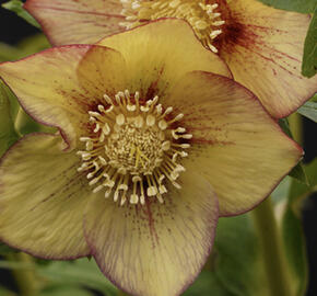 Čemeřice 'Quintessa Apricot'