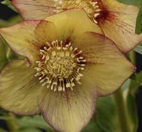 Čemeřice 'Quintessa Apricot' - Helleborus hybridus 'Quintessa Apricot'