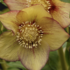 Helleborus hybridus 'Quintessa Apricot'.png