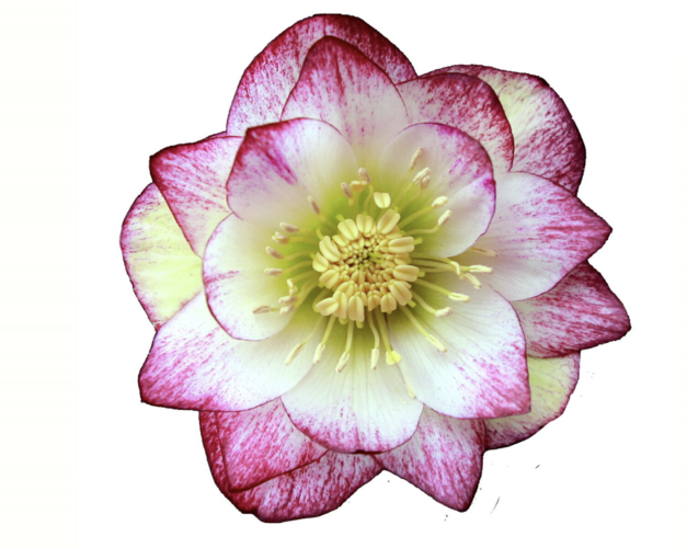 Čemeřice 'Quintessa Candy' - Helleborus hybridus 'Quintessa Candy'