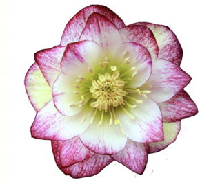 Čemeřice 'Quintessa Candy' - Helleborus hybridus 'Quintessa Candy'