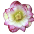 Helleborus hybridus 'Quintessa Candy'.png