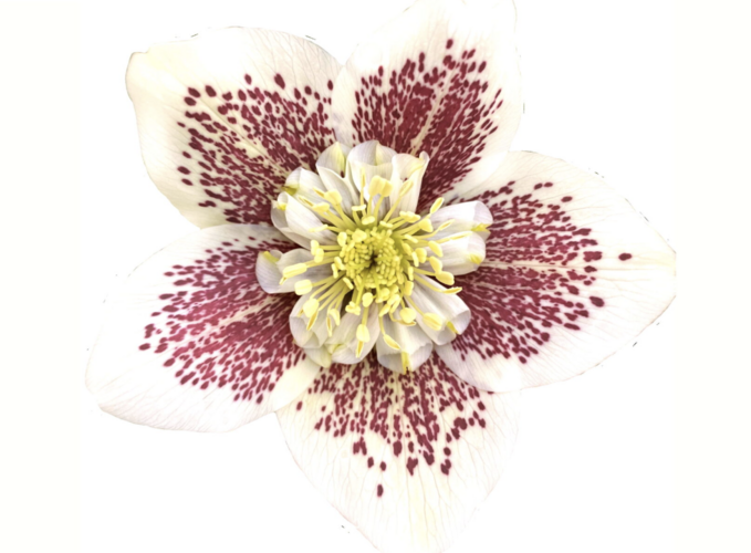 Čemeřice 'Quintessa Fire' - Helleborus hybridus 'Quintessa Fire'