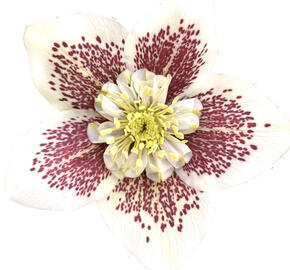 Čemeřice 'Quintessa Fire'