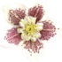 Helleborus hybridus 'Quintessa Fire'.png