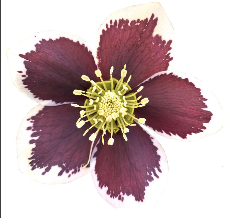 Čemeřice 'Quintessa Fire' - Helleborus hybridus 'Quintessa Fire'