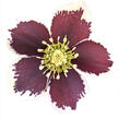 Čemeřice 'Quintessa Fire' - Helleborus hybridus 'Quintessa Fire'