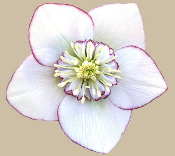 Čemeřice 'Quintessa Ice' - Helleborus hybridus 'Quintessa Ice'