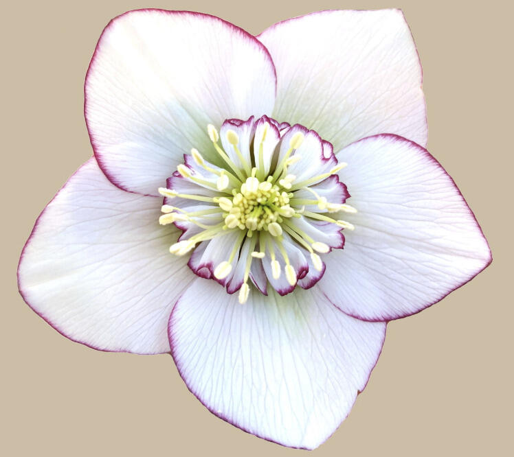 Čemeřice 'Quintessa Ice' - Helleborus hybridus 'Quintessa Ice'